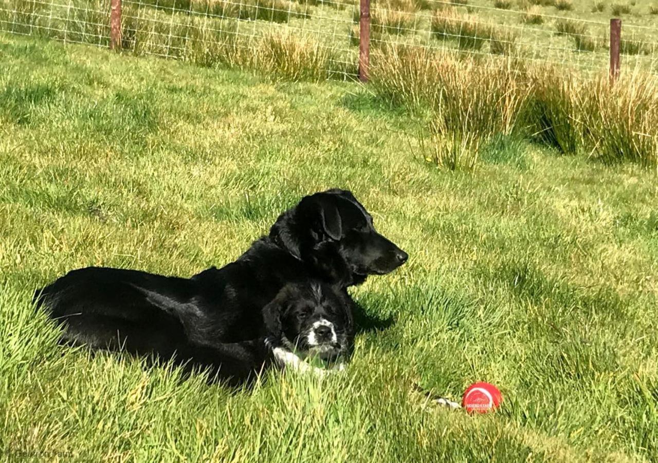 Dog Friendly Cottage, Geufron Farm Near Tywyn Bryn-crug Buitenkant foto